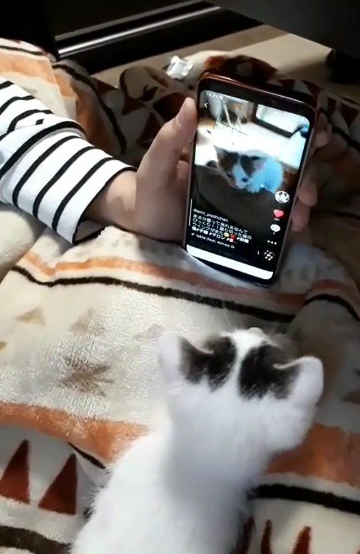 スマートフォンを見ている猫
