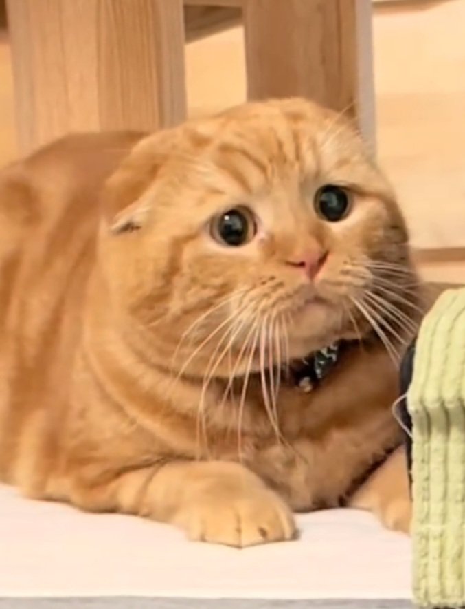 困り顔で座る寅くん