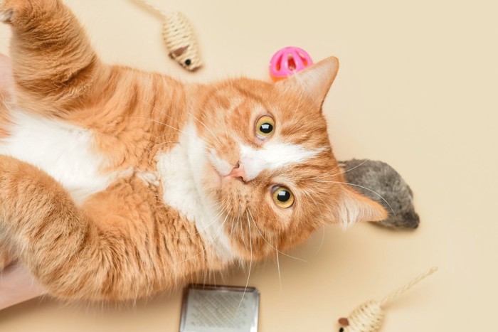 おもちゃに囲まれている猫