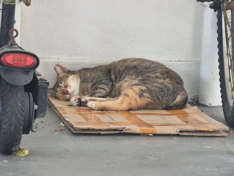 眠る地域猫
