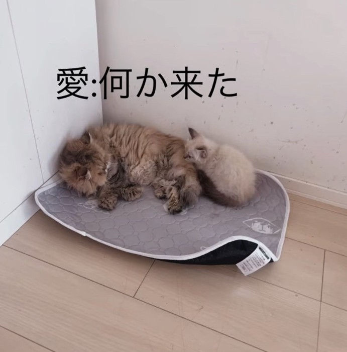 近寄っていく子猫