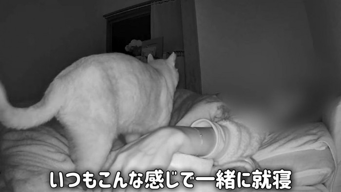 布団に乗る猫