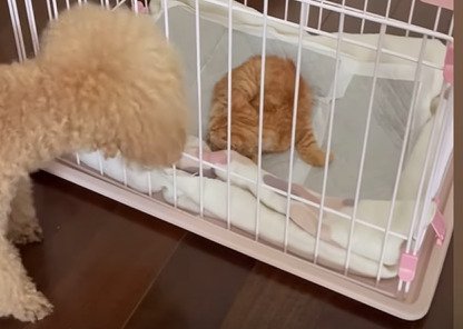 ケージ越しに対面する犬と猫