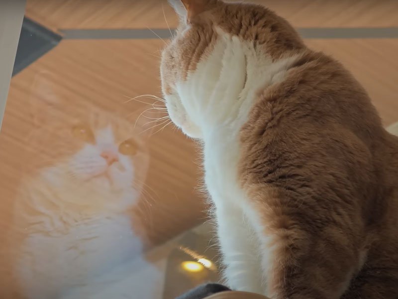 タワーに近寄る猫