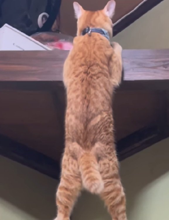 ムキムキな猫