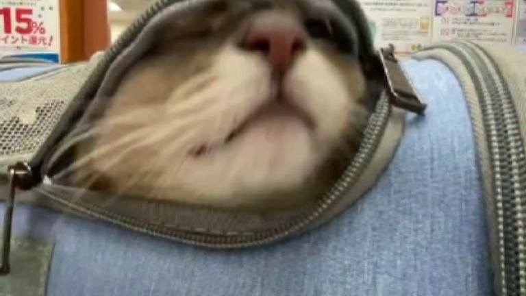 キャリーの中にいる猫
