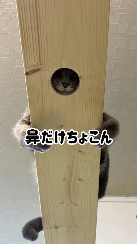 キャットウォークの穴にすっぽりと顔をハメる猫