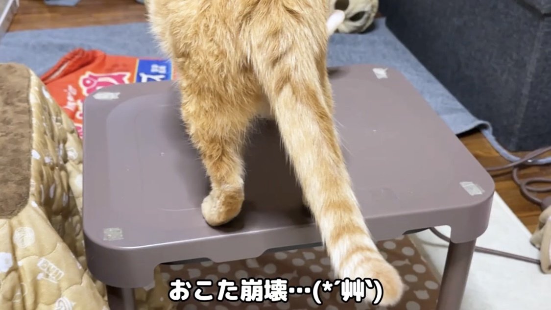 テーブルの上に乗る猫