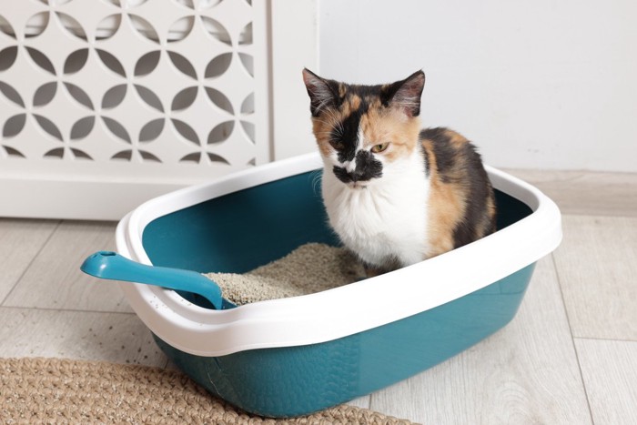 トイレに入っている猫