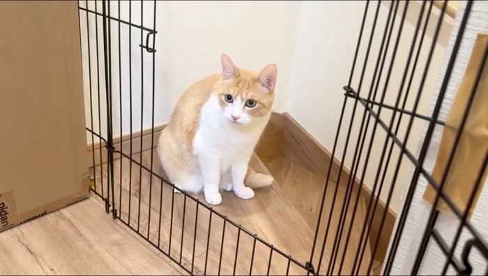 子猫を離れたところから見つめる茶白猫