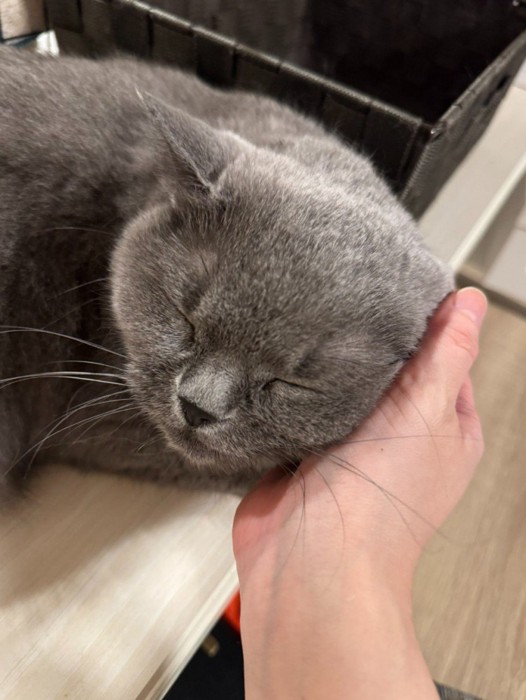 撫でられて目を閉じる猫