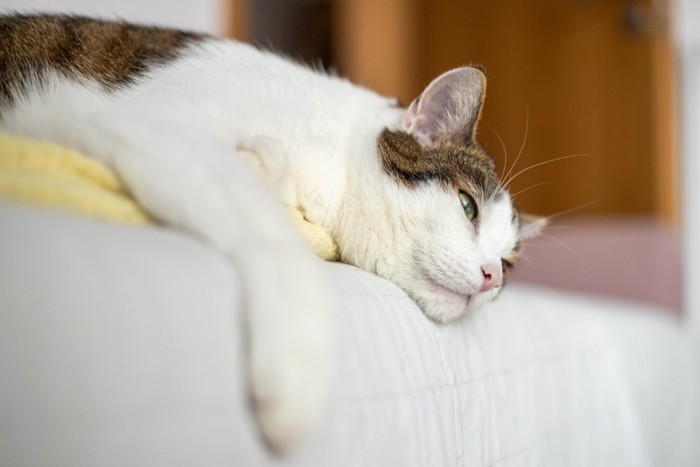 ぐったりした猫