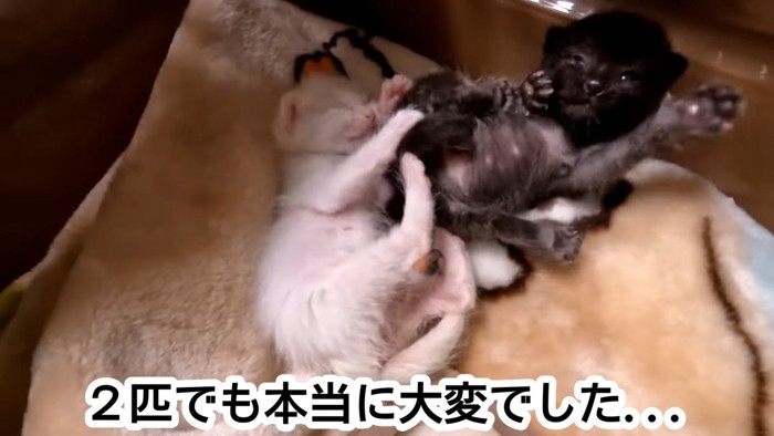 毛布の上で転がる子猫