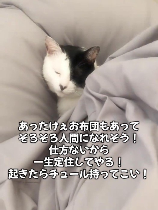 布団で寝る猫
