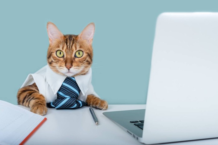 オフィスで働く猫