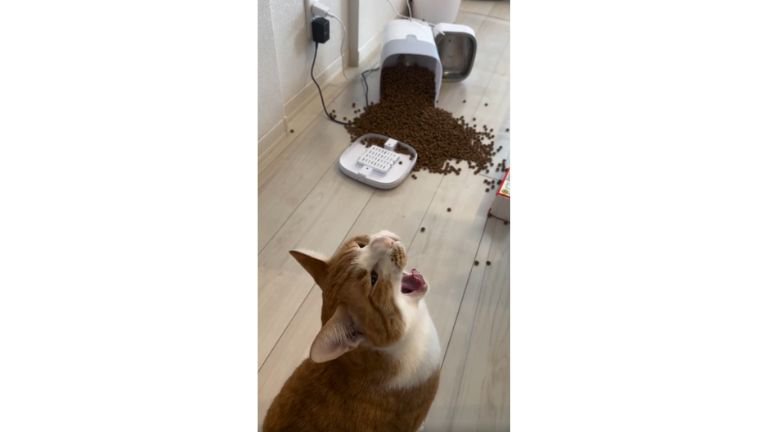 猫と倒れた自動給餌器とカリカリ