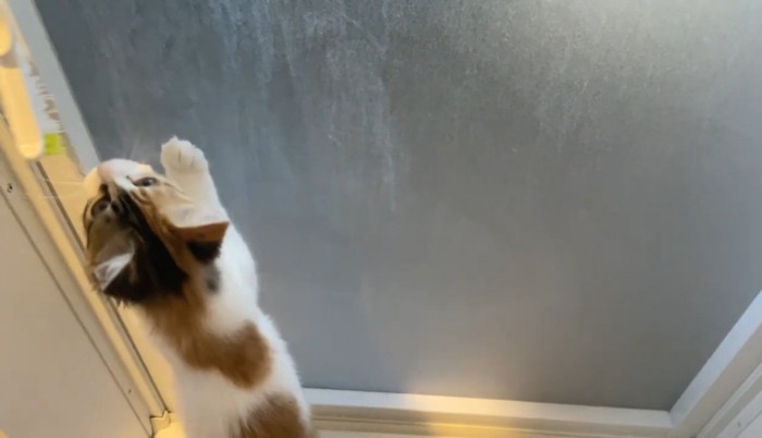扉に前足をかけて立ち上がる猫