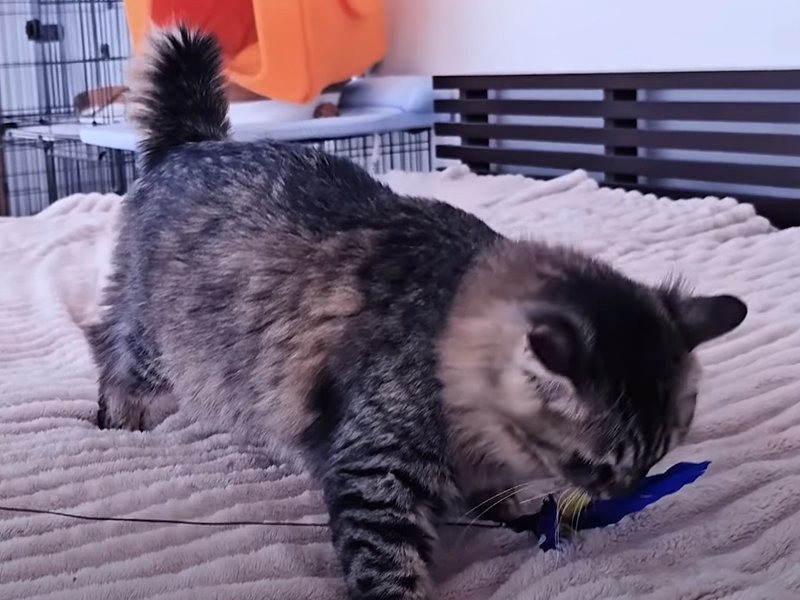 おもちゃにじゃれる猫