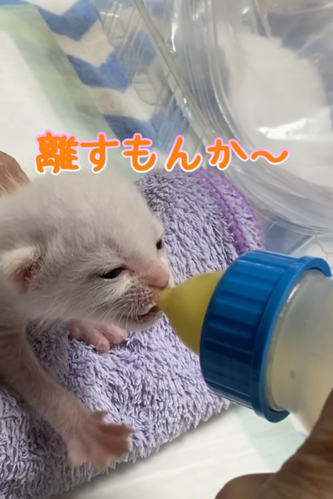 哺乳瓶をくわえて離さない子猫