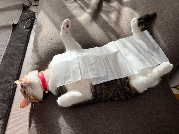 仰向けの猫