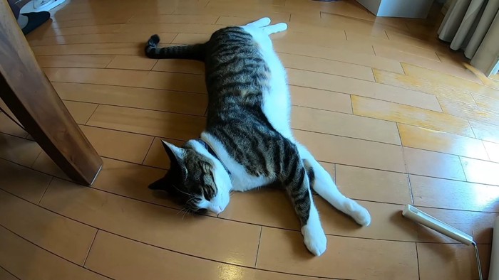 寝転がるハナくん