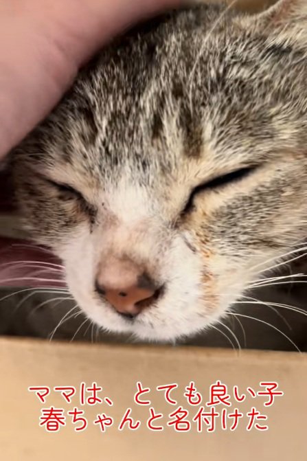 親猫の顔のアップ