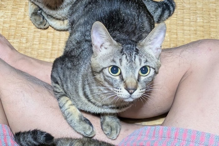 人の足元に手を添えて上を見上げる猫