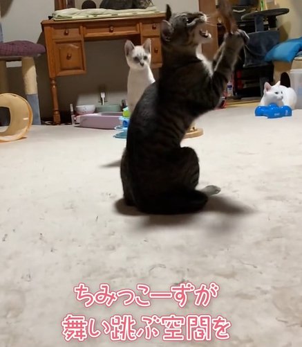 向かって右側を向きながら口を開けるキジトラ猫