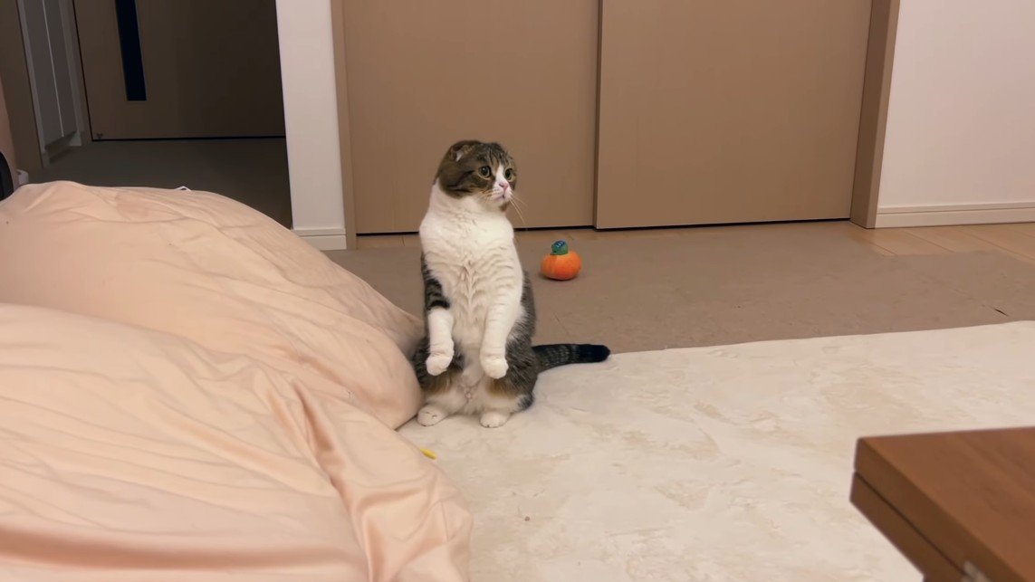 スコ立ち