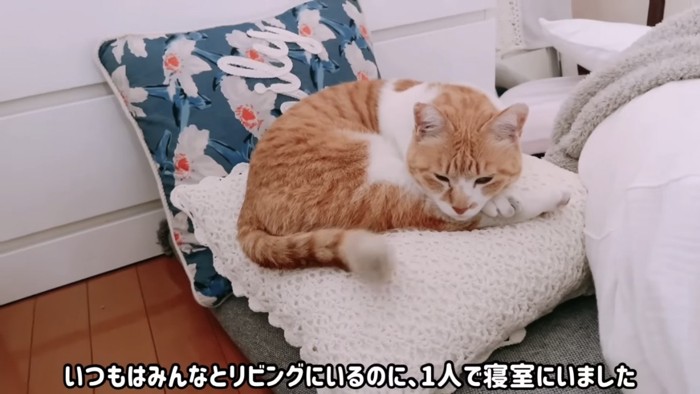 クッションの上で寝転がる猫