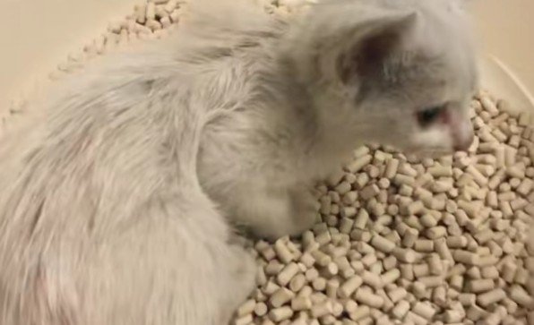 保護された子猫