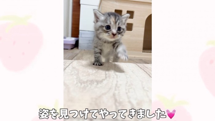 ママのもとに駆け寄ってくる子猫