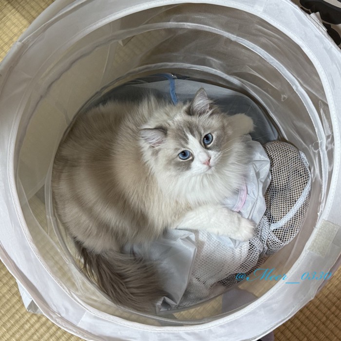 洗濯かごに入る猫