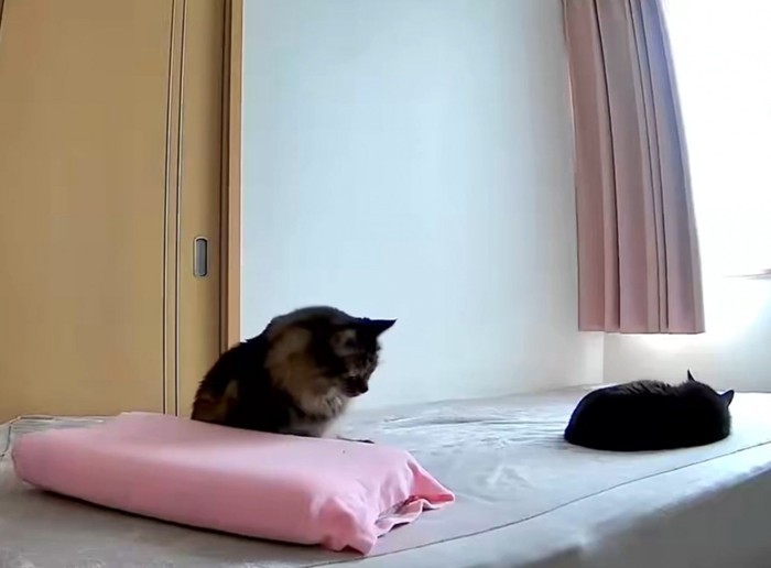 枕の前で座る猫
