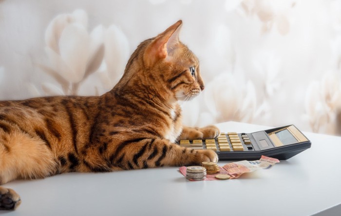 お金を計算する猫