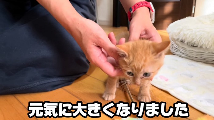 歩く子猫