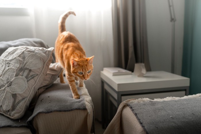 飛ぶのを躊躇している風の猫