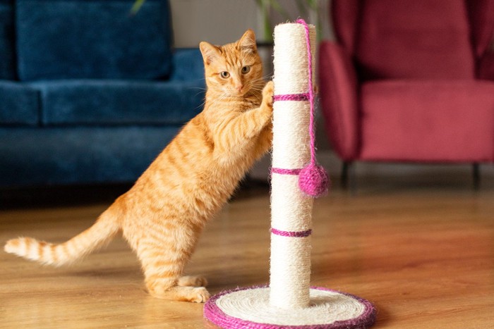 ソファ近くに設置した爪とぎで爪をとぐ猫