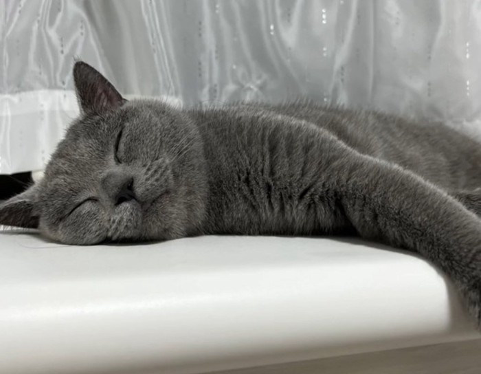 熟睡するルタくん