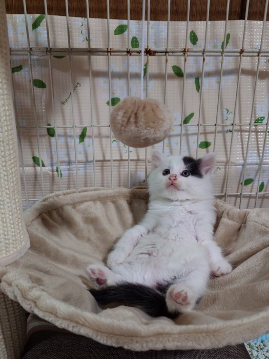 おっさん座りする子猫
