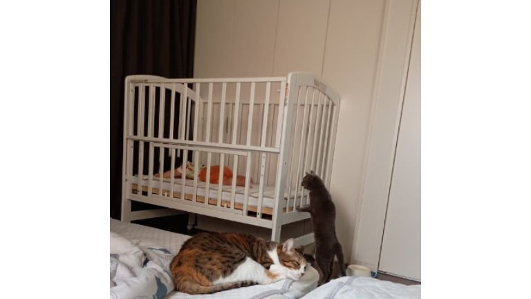寝ている赤ちゃんと猫たち