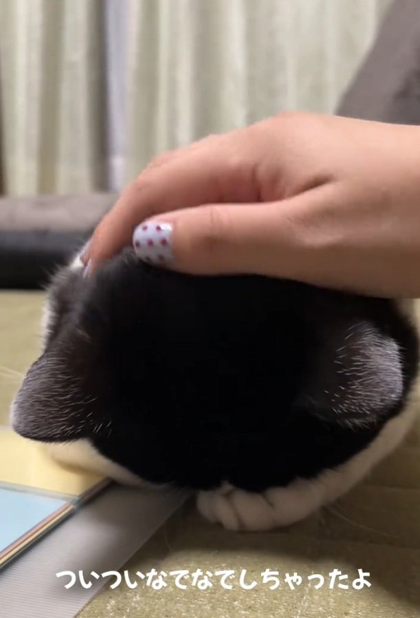 撫でられるトトくん