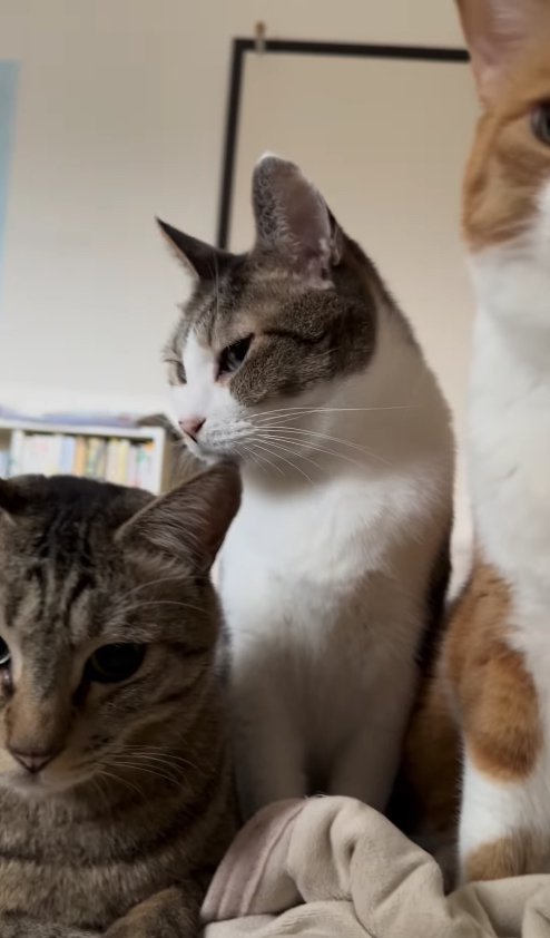 布団の上にいる3匹の猫（茶白猫見切れ）