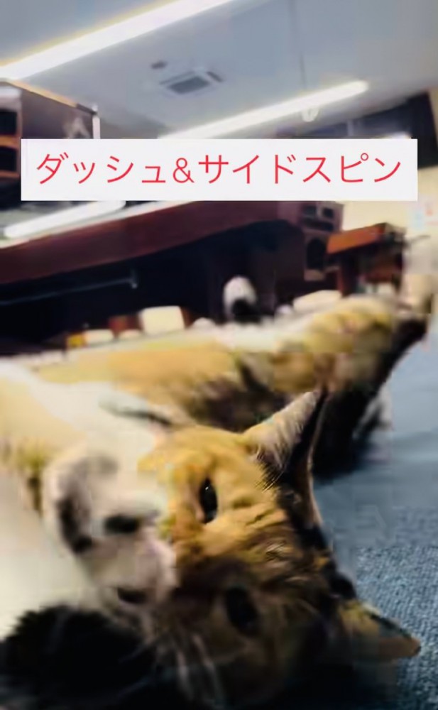 飼い主さんの前でゴロンする看板猫