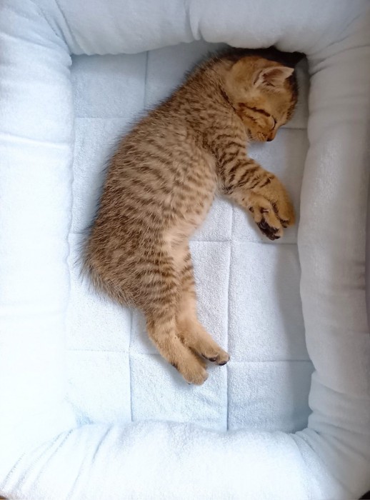 寝ている子猫
