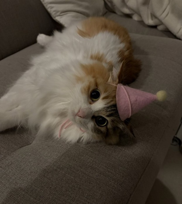 帽子を被って横たわる三毛猫
