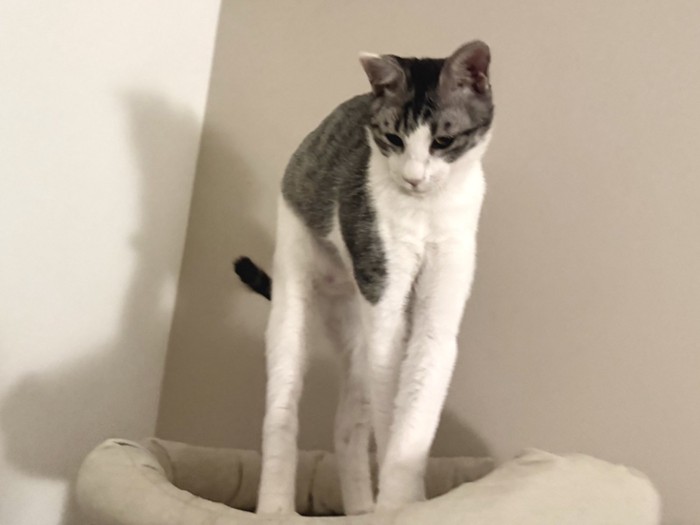 立ったまま伸びる猫