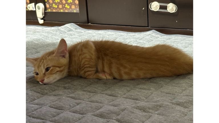 寝ている子猫