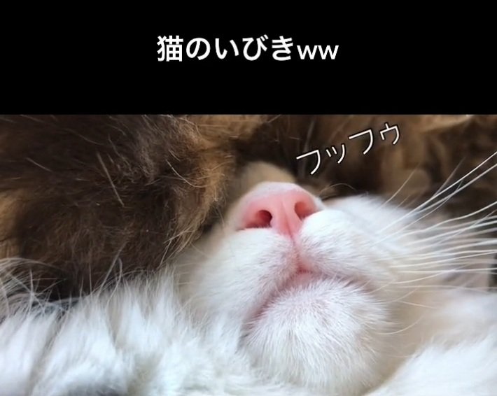 変ないびきをかくサチちゃん