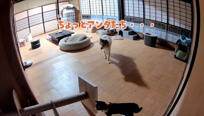 ちょっとアンタたち…